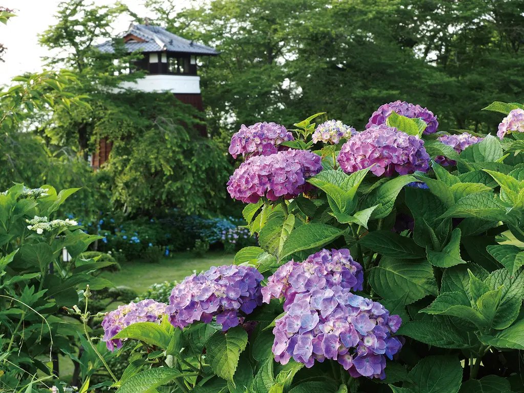 🏯 구로바네 성터 공원(쿠로바네죠시코엔)